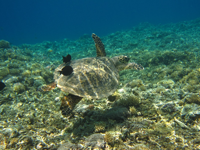 6. Green turtle in Zamami Island